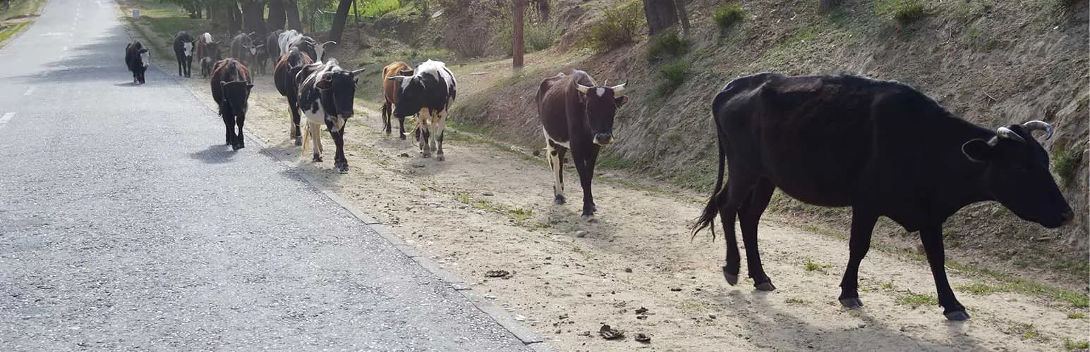 Who Is at Fault if You Hit a Farm Animal or Pet While Driving?