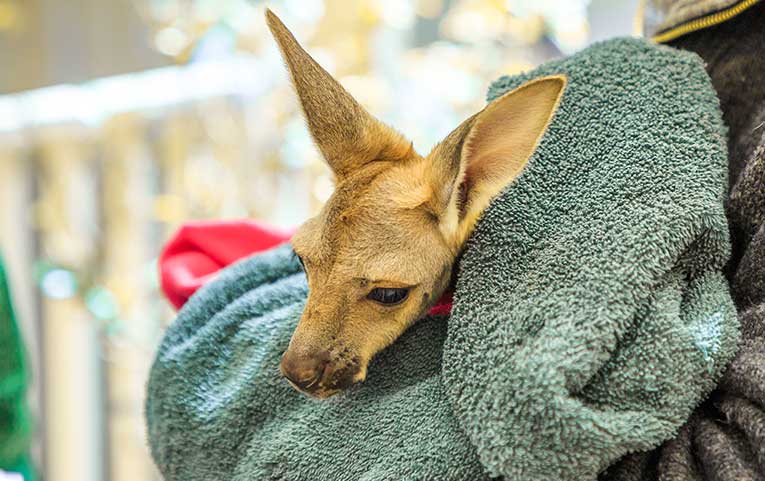 If you find a joey in the mother's pouch, wrap it in a towel or blanket and try to handle it as little as possible.