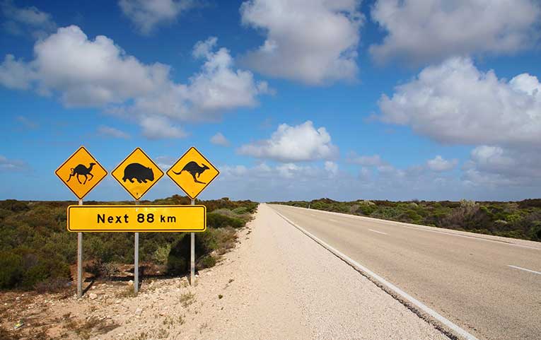 Be sure to drive carefully when you see animal warning signs on a road.